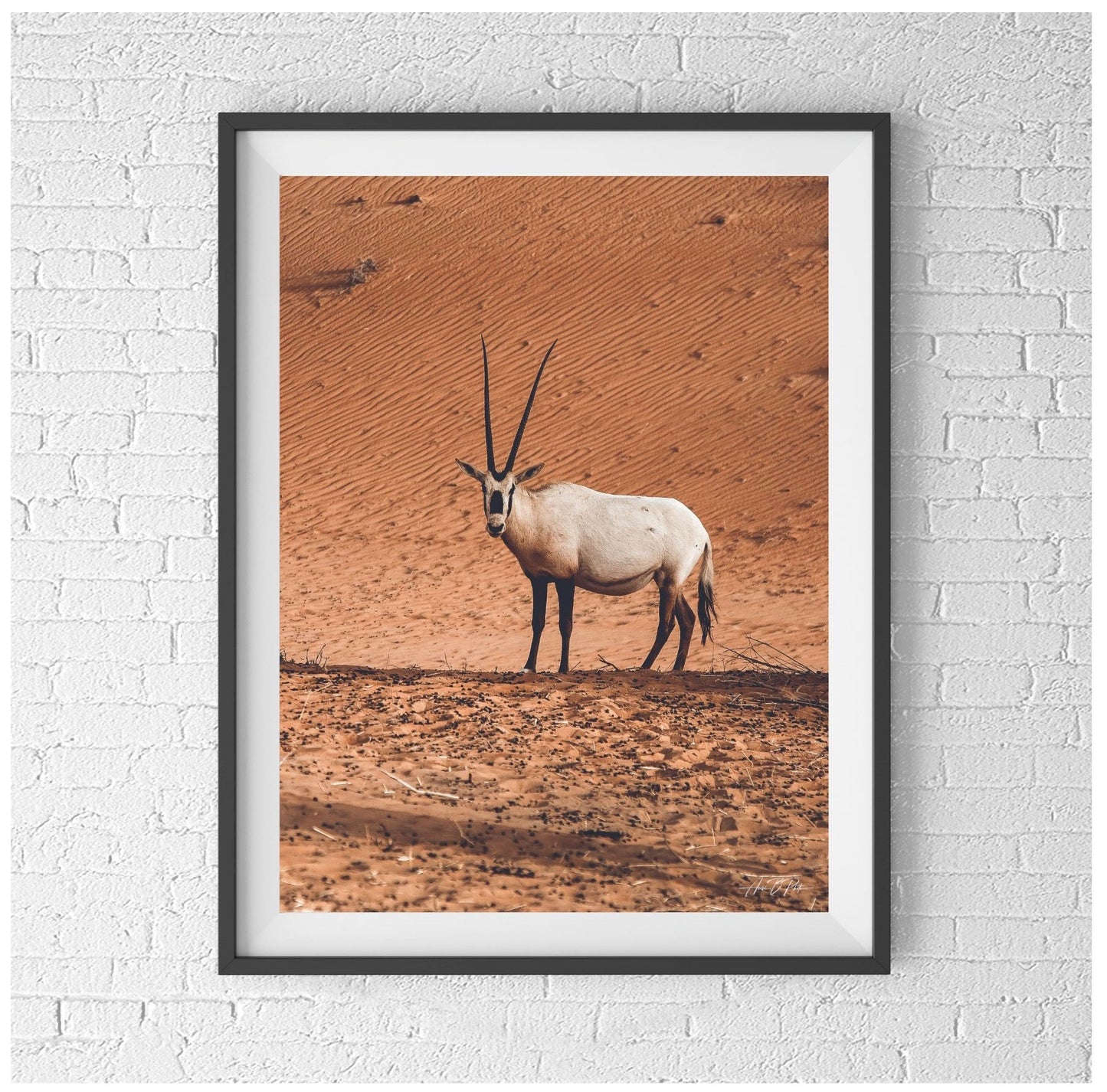 Arabian Oryx