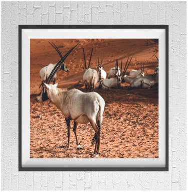 Arabian Oryx 2