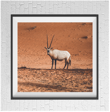 Arabian Oryx