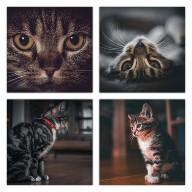 Cats: Collection of 26 presets