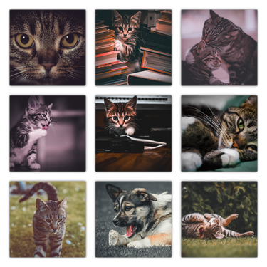 Paws Value Pack: Collection of 42 presets