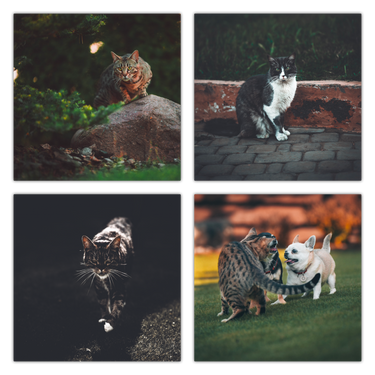 Pets Outdoors: Collection of 16 presets